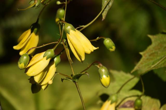 Kirengeshoma palmata (fleurs)