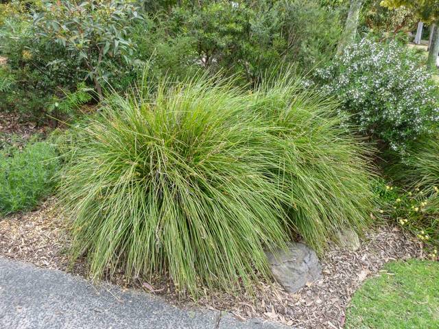 Lomandra longifolia 'Breeze' (aka 'Tanika®')