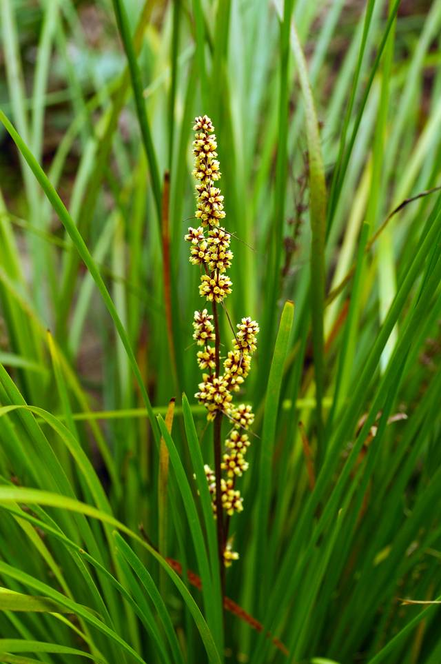 Lomandra longifolia 'Tanika®'