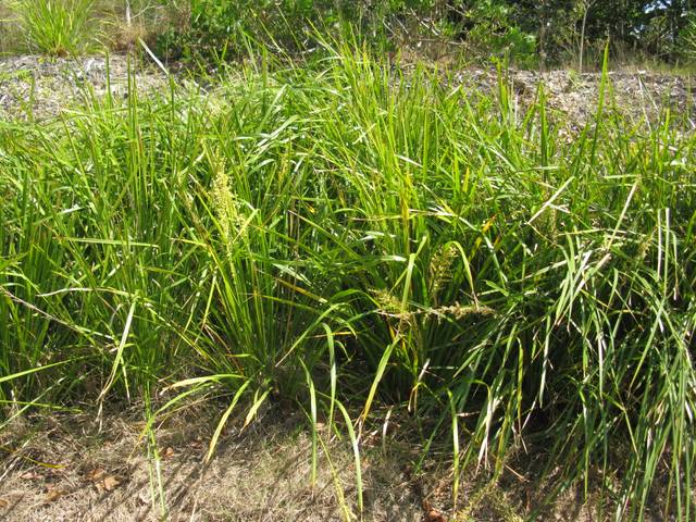Lomandra longifolia