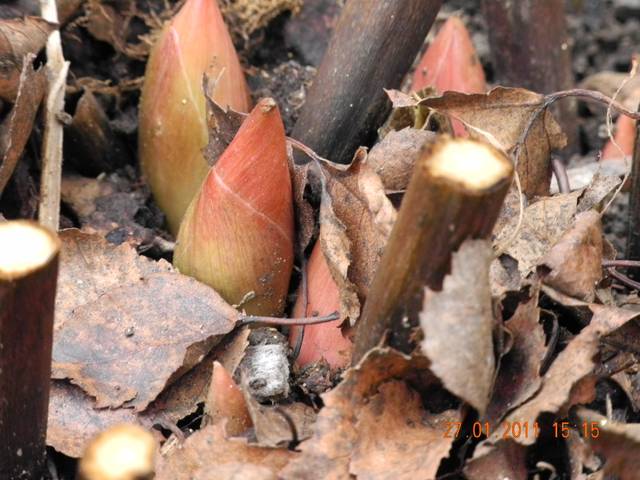 Bourgeons de pivoine