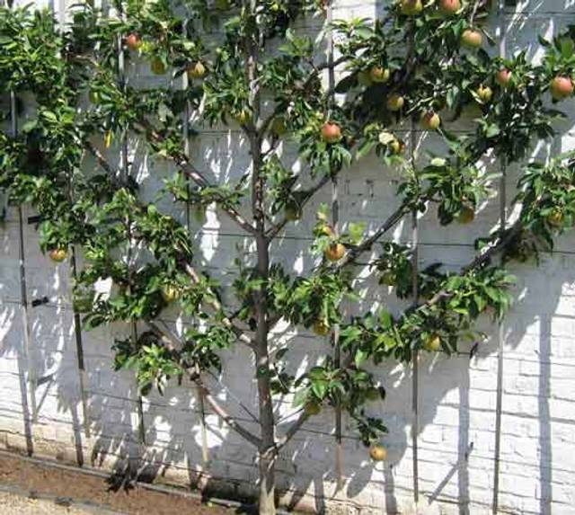 Pommier palissé en espalier (palmette oblique)
