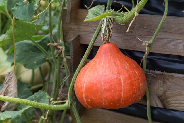 Potimarron 'Red Kuri'