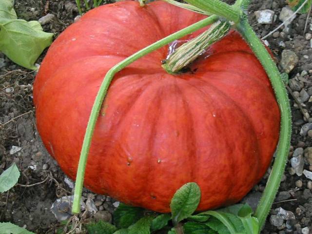 Potiron rouge vif d'Étampes (cucurbita maxima)