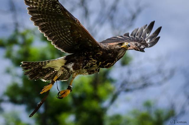 Rapace en vol