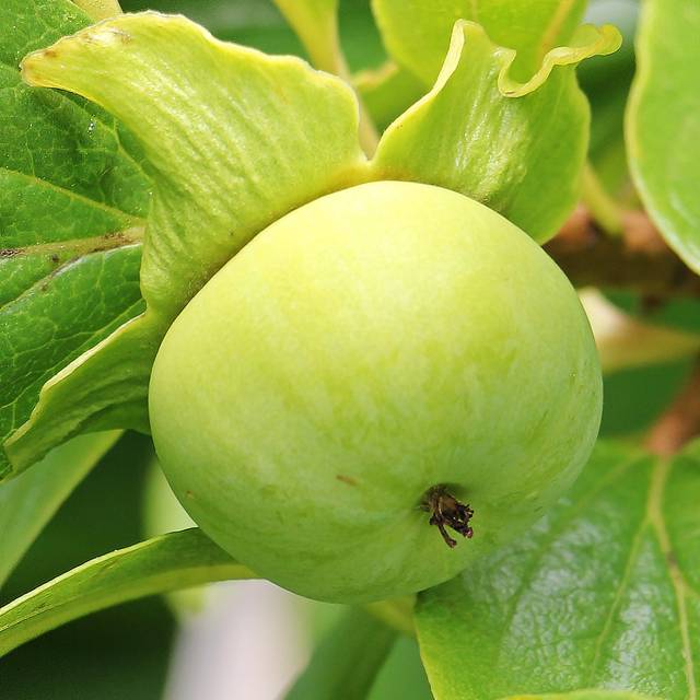 Kaki pomme Fuyu - fruit vert - S. Hermann / F. Richter de Pixabay 