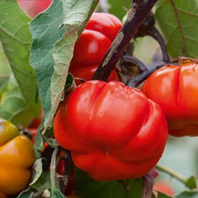 Aubergine n’goyo ou gilo (solanum aethiopicum)