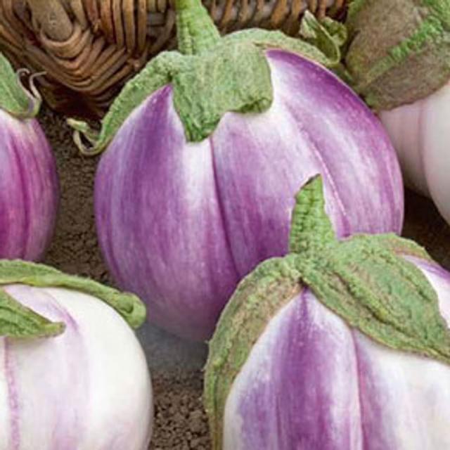 Aubergine ronde bianca sfumata di rosa