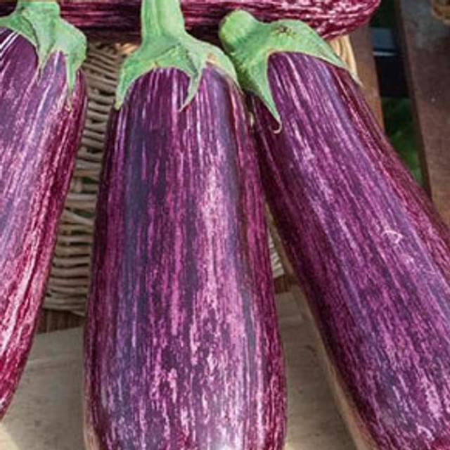 Aubergine striée riado f1
