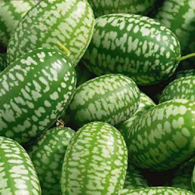 Concombre du mexique (melothria scabra