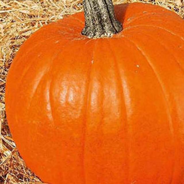 Courge jack o’lantern (halloween)
