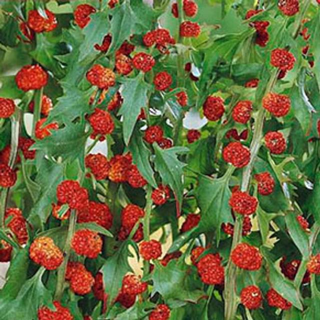 épinard fraise (chenopodium capitatum)