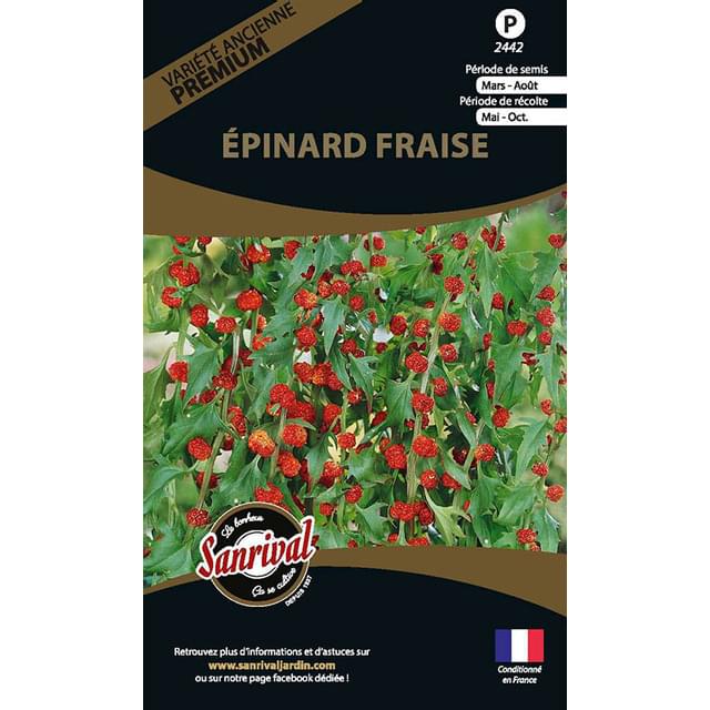 épinard fraise (chenopodium capitatum) (sachet)