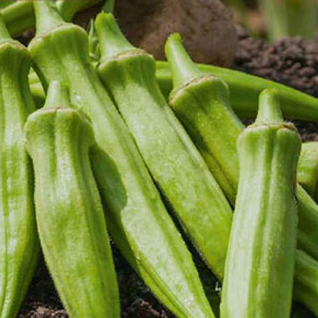 Gombo okra (clemson spineless)