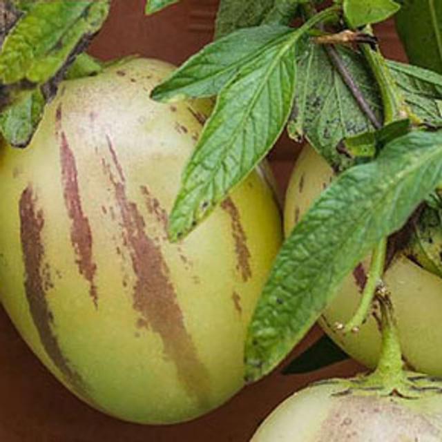 Poire melon pepino (solanum muricatum)