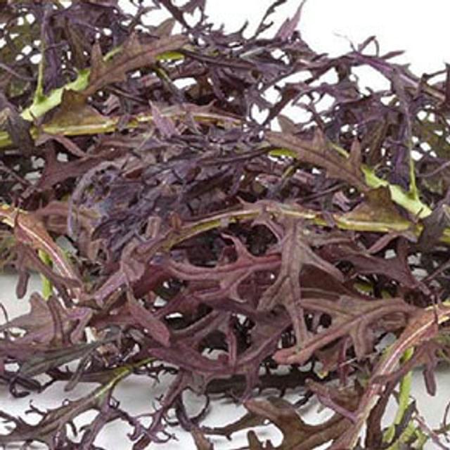 Brassica japonica mizuna red