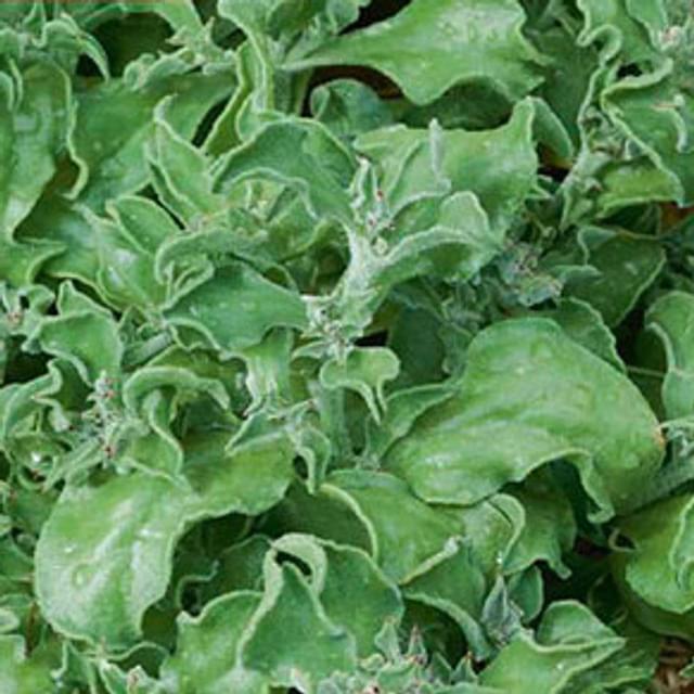 Ficoïde glaciale (mesembryanthemum crystallum)