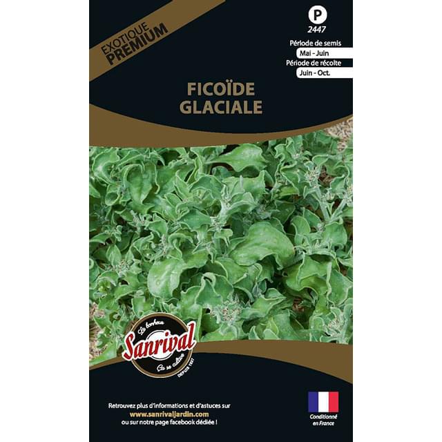 Ficoïde glaciale (mesembryanthemum crystallum) (sachet)