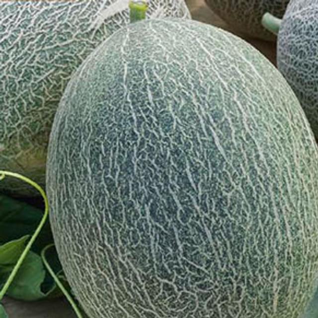 Melon ananas