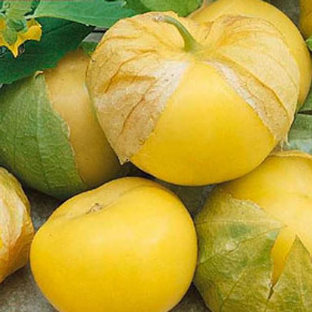 Physalis amarylla (tomatillo) (ixocarpa)