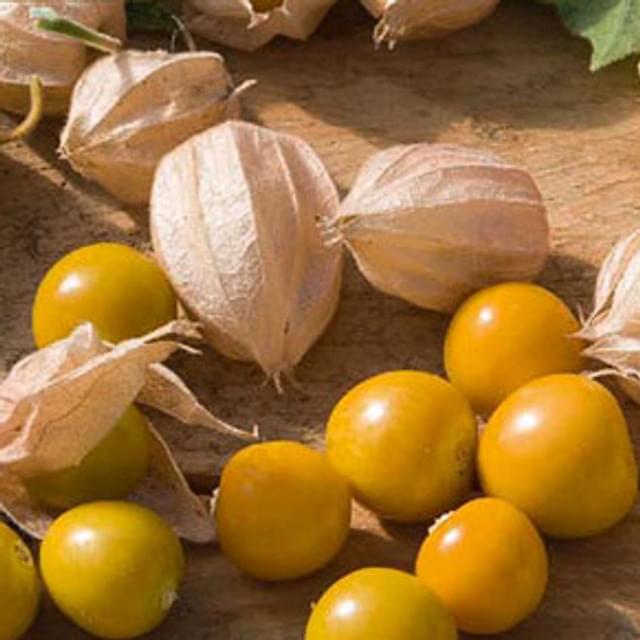 Physalis pruinosa cerise de terre