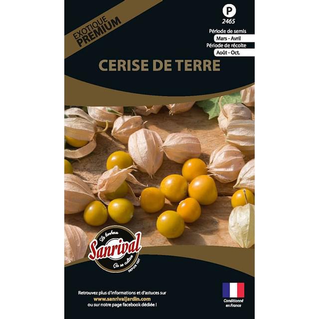 Physalis pruinosa cerise de terre (sachet)