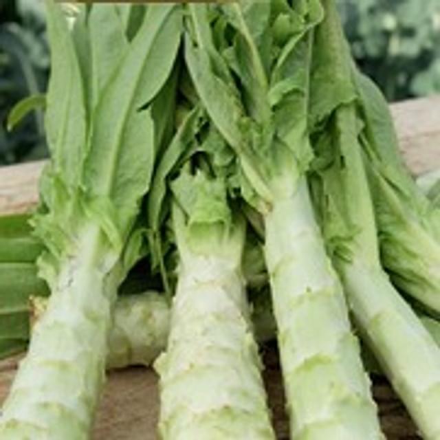 Laitue asperge celtuce