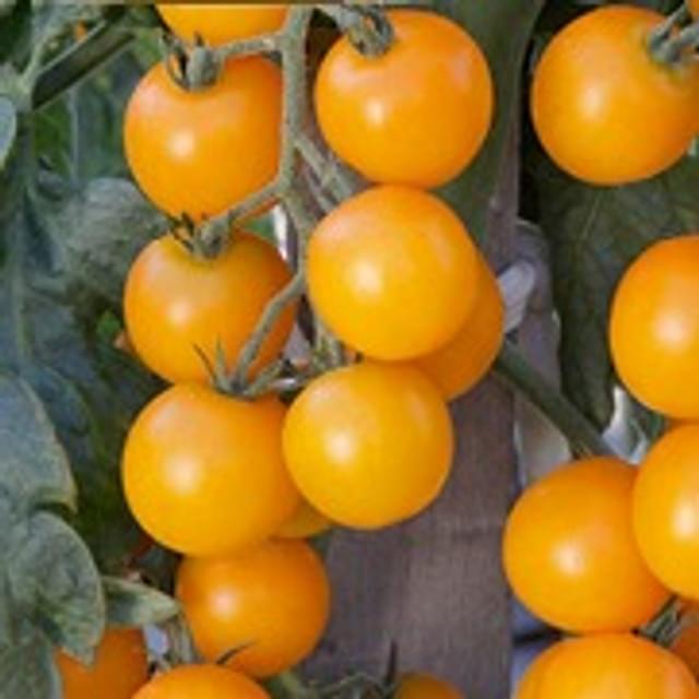 Tomate jaune gold wing f1
