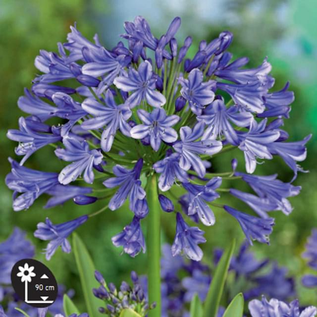 AGAPANTHE BLEUE