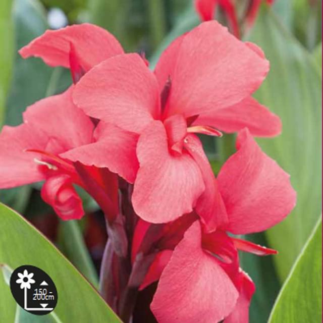 CANNA GREENLEAF ROSE