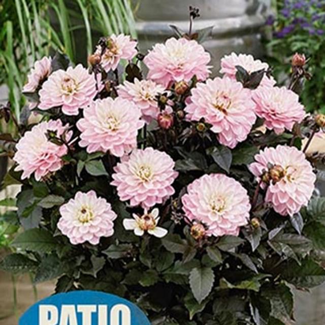 DAHLIA MELODY HARMONY