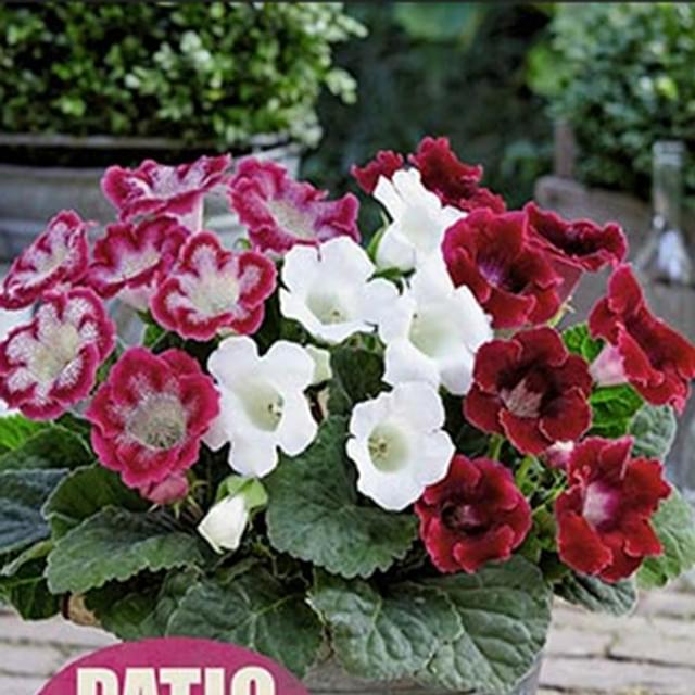 GLOXINIA RED MIX