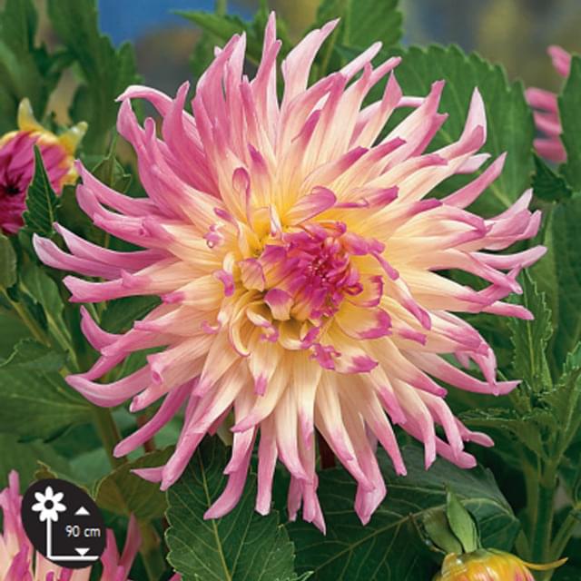 DAHLIA STAR'S SURPRISE