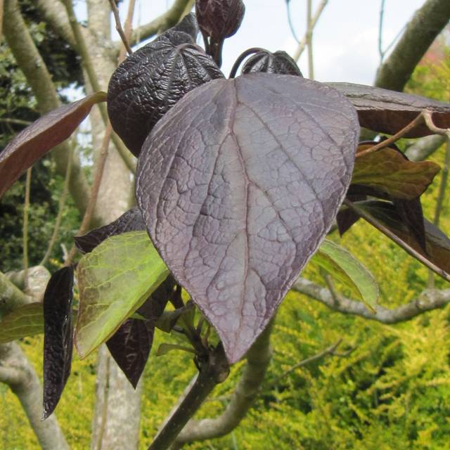 Catalpa pourpre - Flickr - Leonora (Ellie) Enking