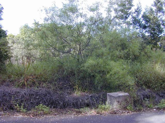 Acacia retinodes hors floraison