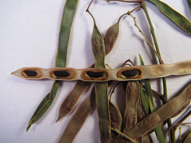 Gousses sèches et graines de Acacia retinodes