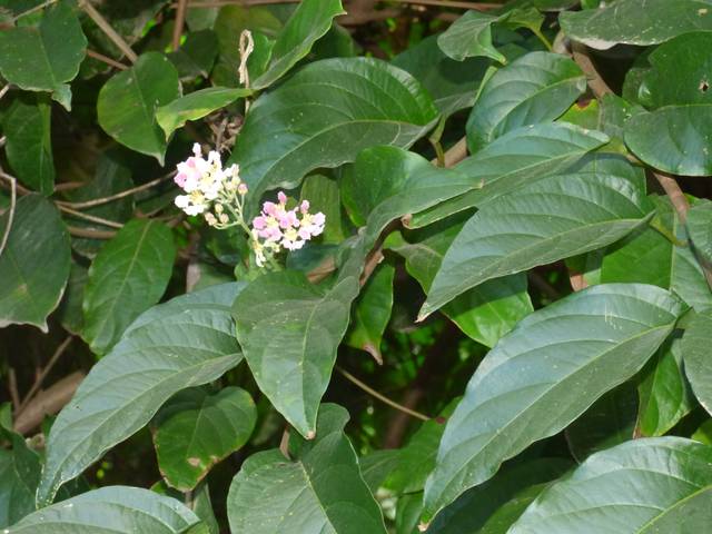 Feuilles et fleurs d'Ayahuasca (Banisteriopsis caapi)