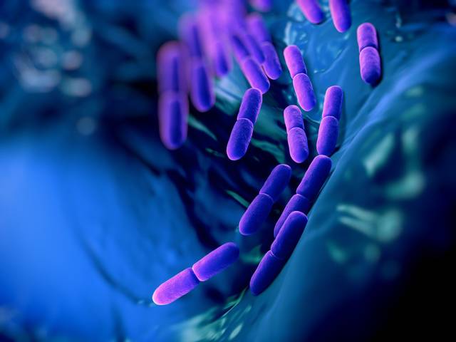 Bactéries bénéfiques (Lactobacillus bulgaricus) vues au microscope électronique