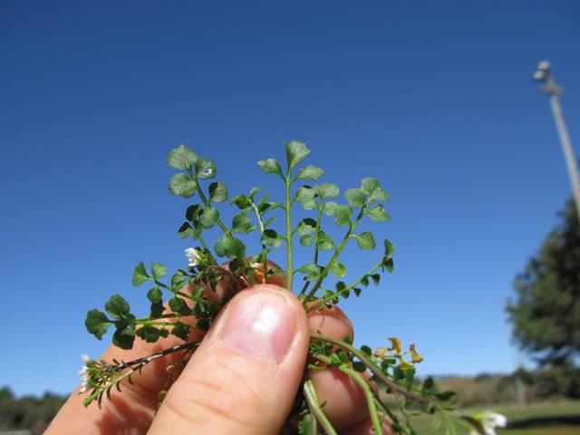 Cueillette de cardamine hirsute