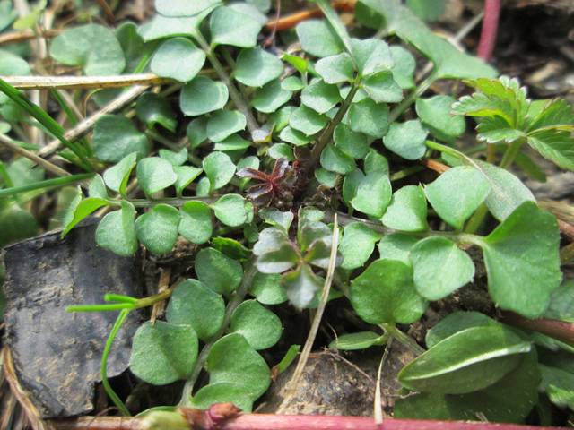Cardamine hirsuta, cresson des murailles : rosette de feuilles
