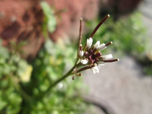 Cardamine hérissée : fleurs et fruits