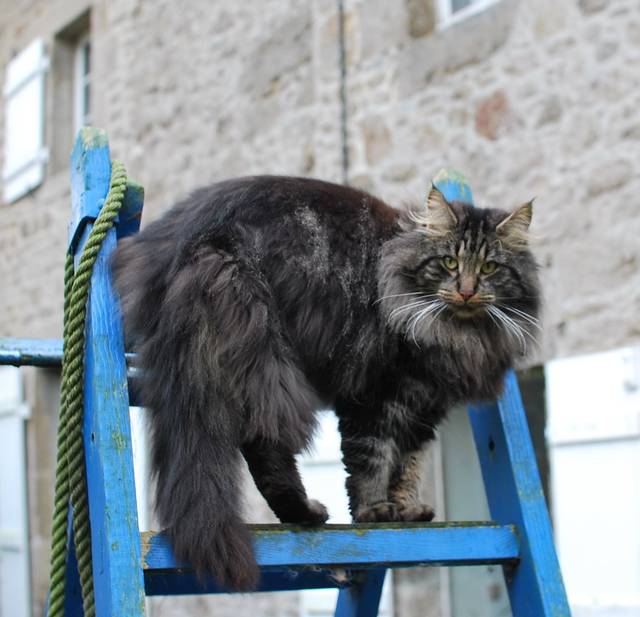 Chat norvégien mâle