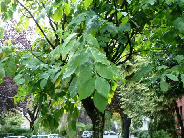 Cladastris kentukea : feuilles