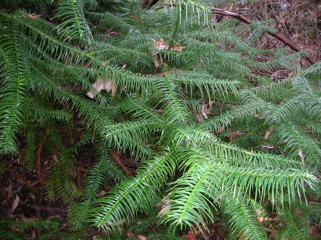 Cunninghamia lanceolata : feuillage