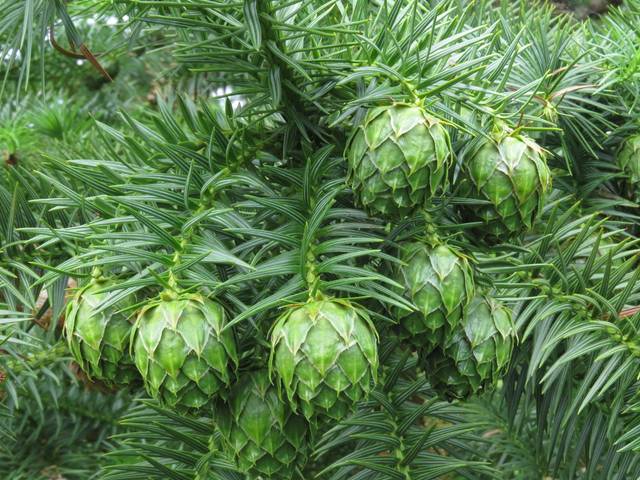 Cunninghamia lanceolata, sapin chinois : cônes