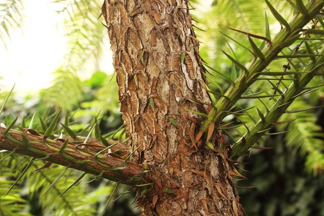 Cunninghamia lanceolata : écorce d'un jeune sujet