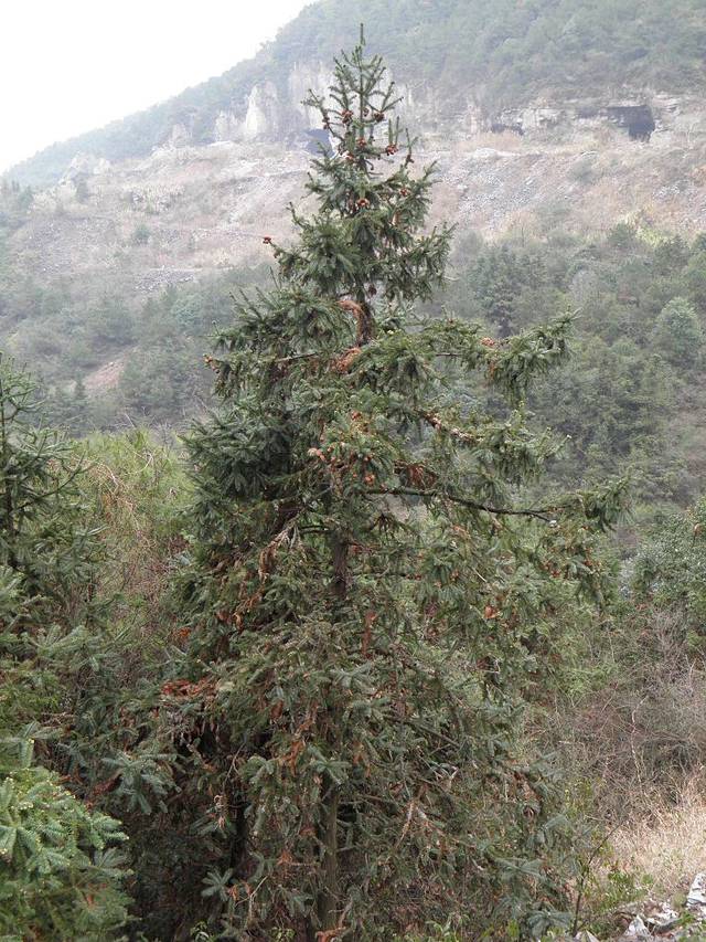 Cunninghamia lanceolata dans son milieu naturel