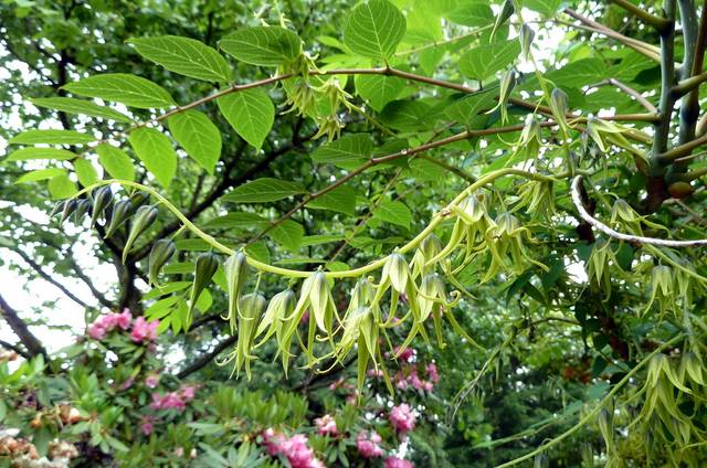 Decaisnea fargesii : fleurs