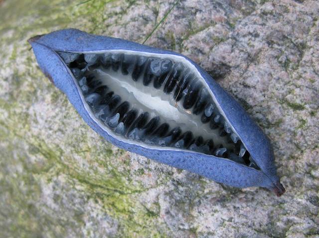 Decaisnea fargesii : gousse ouverte et graines