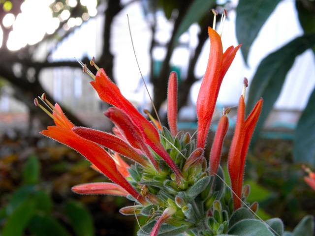 Dicliptera suberecta, Jacobinia : fleurs